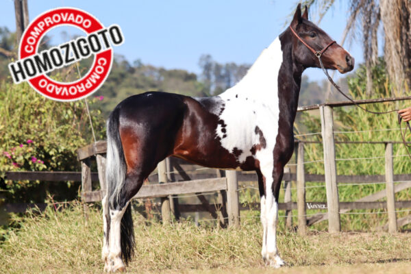 TRIBUTO DA LAGOA GRANDE