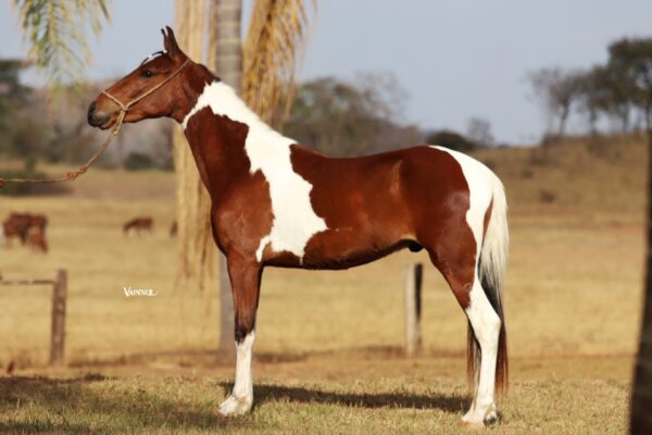 ARAMIS DA VARZEA BONITA - Image 3