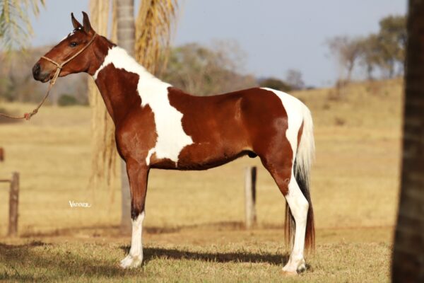 ARAMIS DA VARZEA BONITA