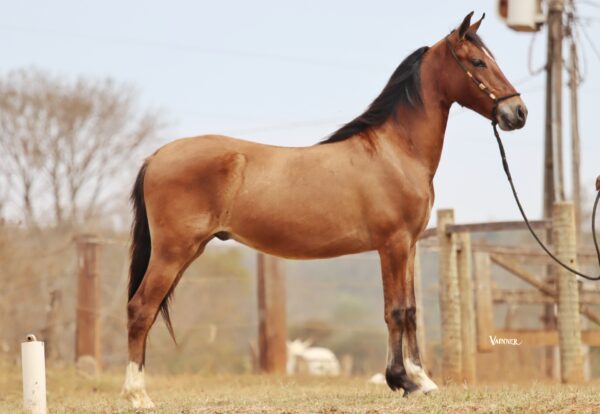 LAREDO SCA