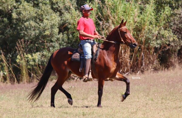 LUNA DO CAVALO AZUL