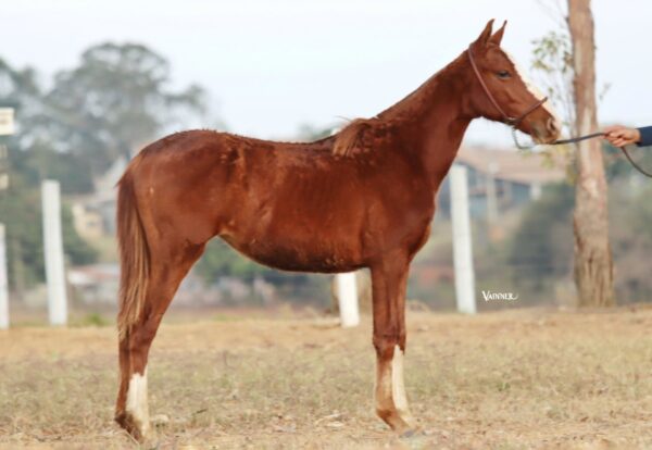 ASTRID CANDOLA VIKING