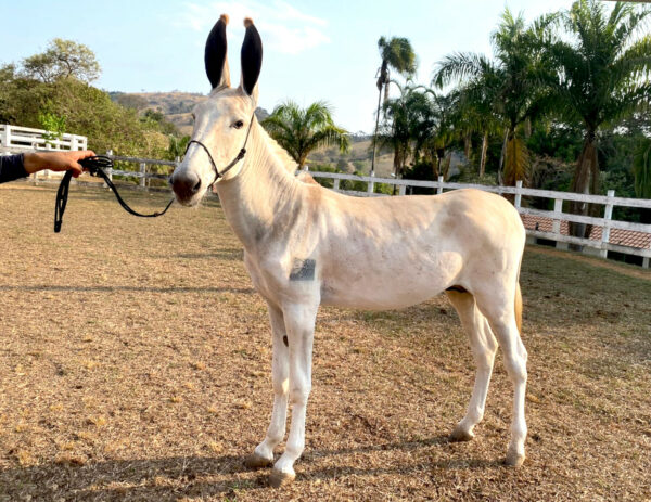 GASPARZINHO DO TENENTE - Image 4
