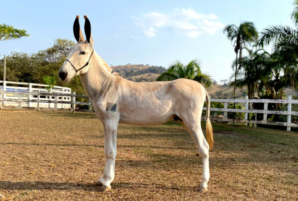 GASPARZINHO DO TENENTE