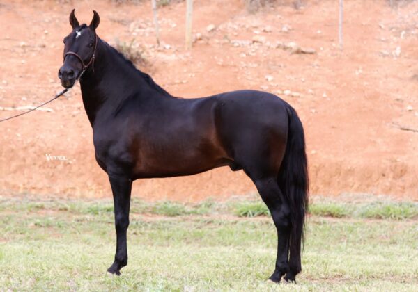 AL JAMAL OLAFF - Image 3