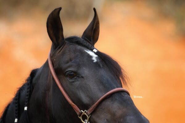 AL JAMAL OLAFF - Image 4