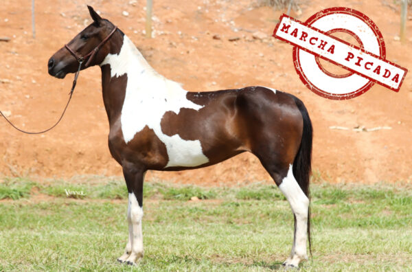 CINDERELA OLAFF