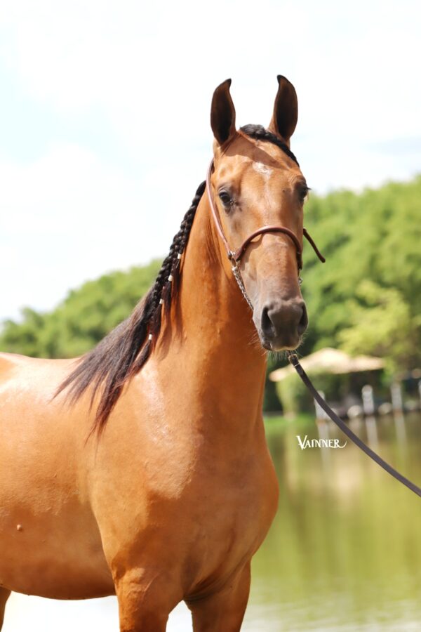 APACHE DO CAIANA - Image 2