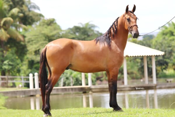 APACHE DO CAIANA