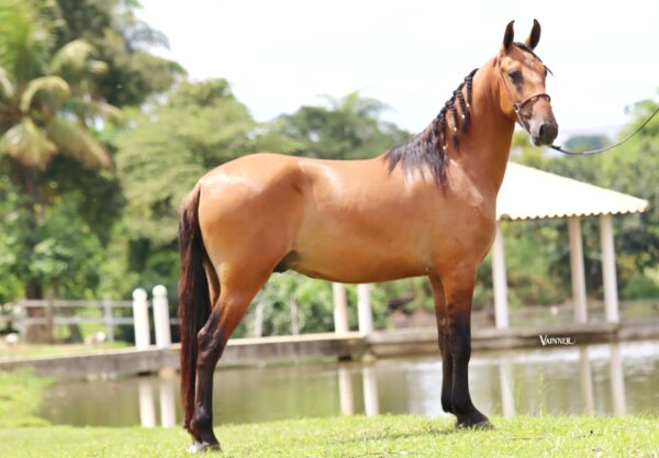APACHE DO CAIANA - Image 3