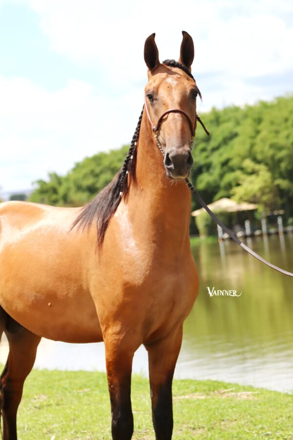 APACHE DO CAIANA - Image 4
