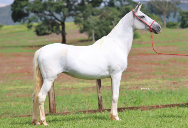 GIGI DO HARAS ALICE