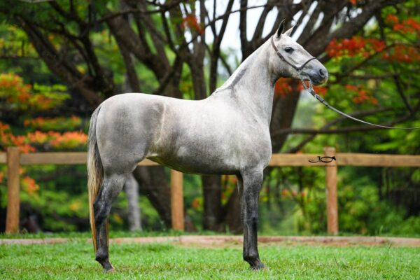 JAVANESA SCA