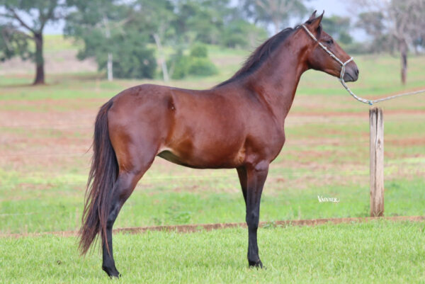 LAÇADOR SCA