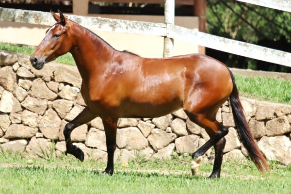 NAGUINI RK - Image 3