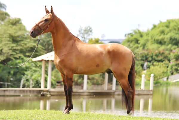 VENENO DO CAIANA