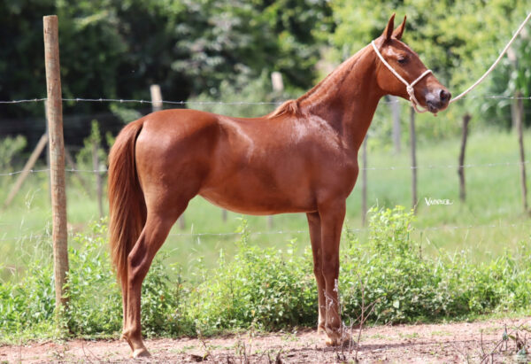 DINAMARCA ARAÍPE - Image 2