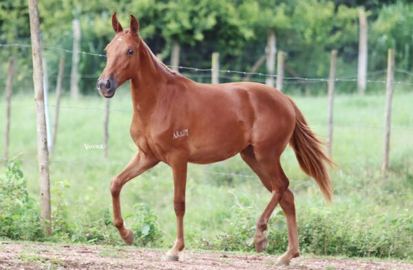 DINAMARCA ARAÍPE - Image 3