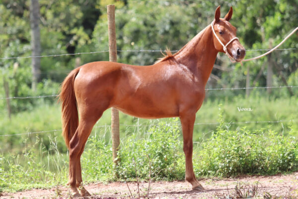 DINAMARCA ARAÍPE