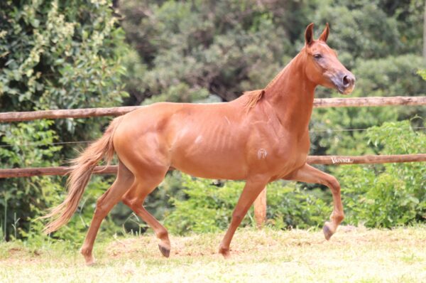 LUCCY RECANTO DAS PEDRAS