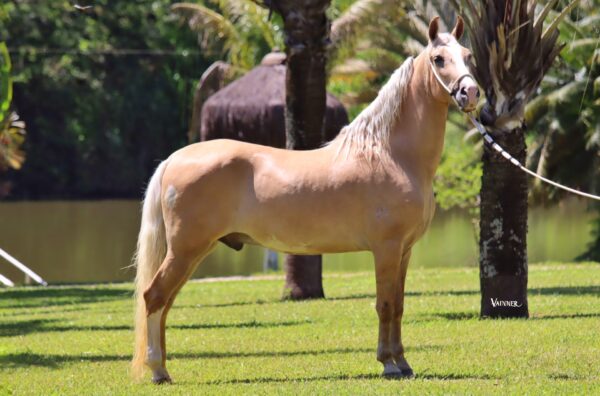 LUAR DE INHAÚMA - Image 2