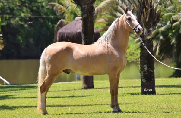 LUAR DE INHAÚMA - Image 3