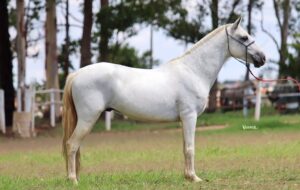 FALCÃO LUAR DE MINAS