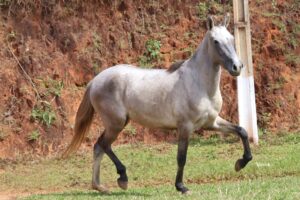 FUMAÇA ISHWARA