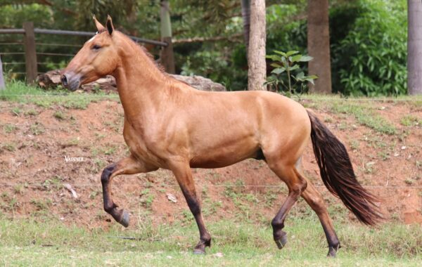 OÁSIS DO CÓRREGO DA MATA