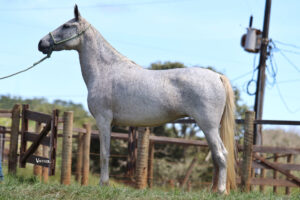 BARBARELA SCA