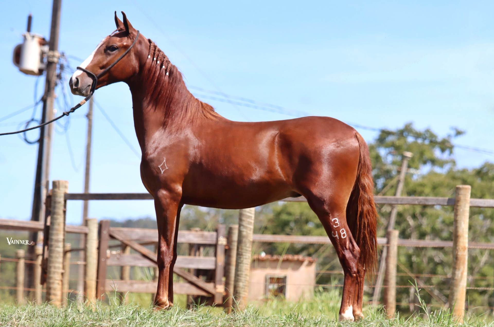 BRASÃO DA VARZEA BONITA