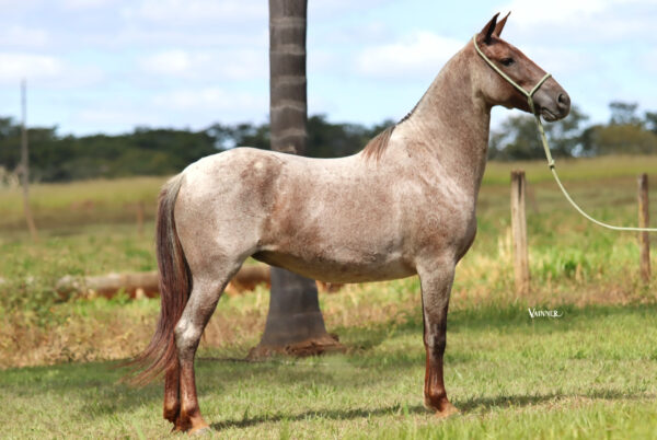 CAIANA SCA