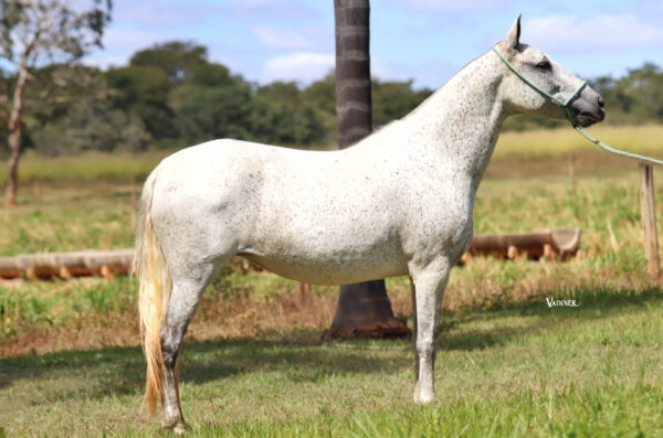 COMPLETA ALCANTARA DA VARZEA BONITA
