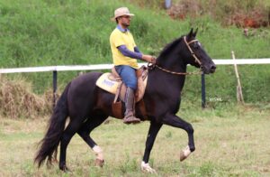 FAVACHO AÇOR
