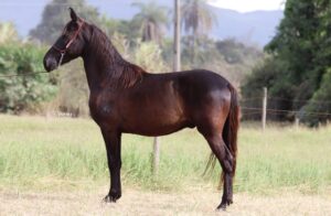 FUSO REVAL