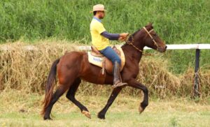 PONTUADO DE CABRÁLIA