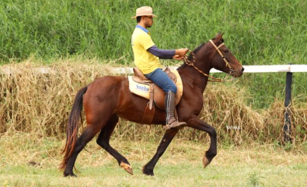 PONTUADO DE CABRÁLIA