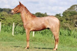 RUIVO RECANTO DAS PEDRAS