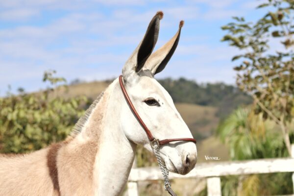 IURI DO TENENTE - Imagem 4