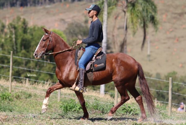 QUALIFICADA DA SANTA ESMERALDA