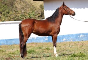 FAVACHO MAROTO
