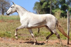 QUIZUMBA RIBEIRO