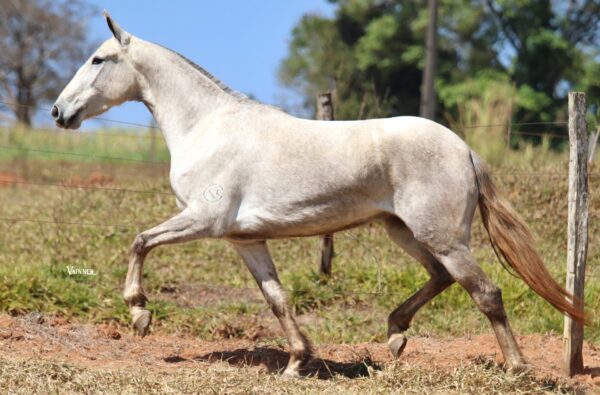 QUIZUMBA RIBEIRO
