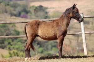TIGOR RECANTO DAS PEDRAS