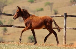 TURBO RECANTO DAS PEDRAS
