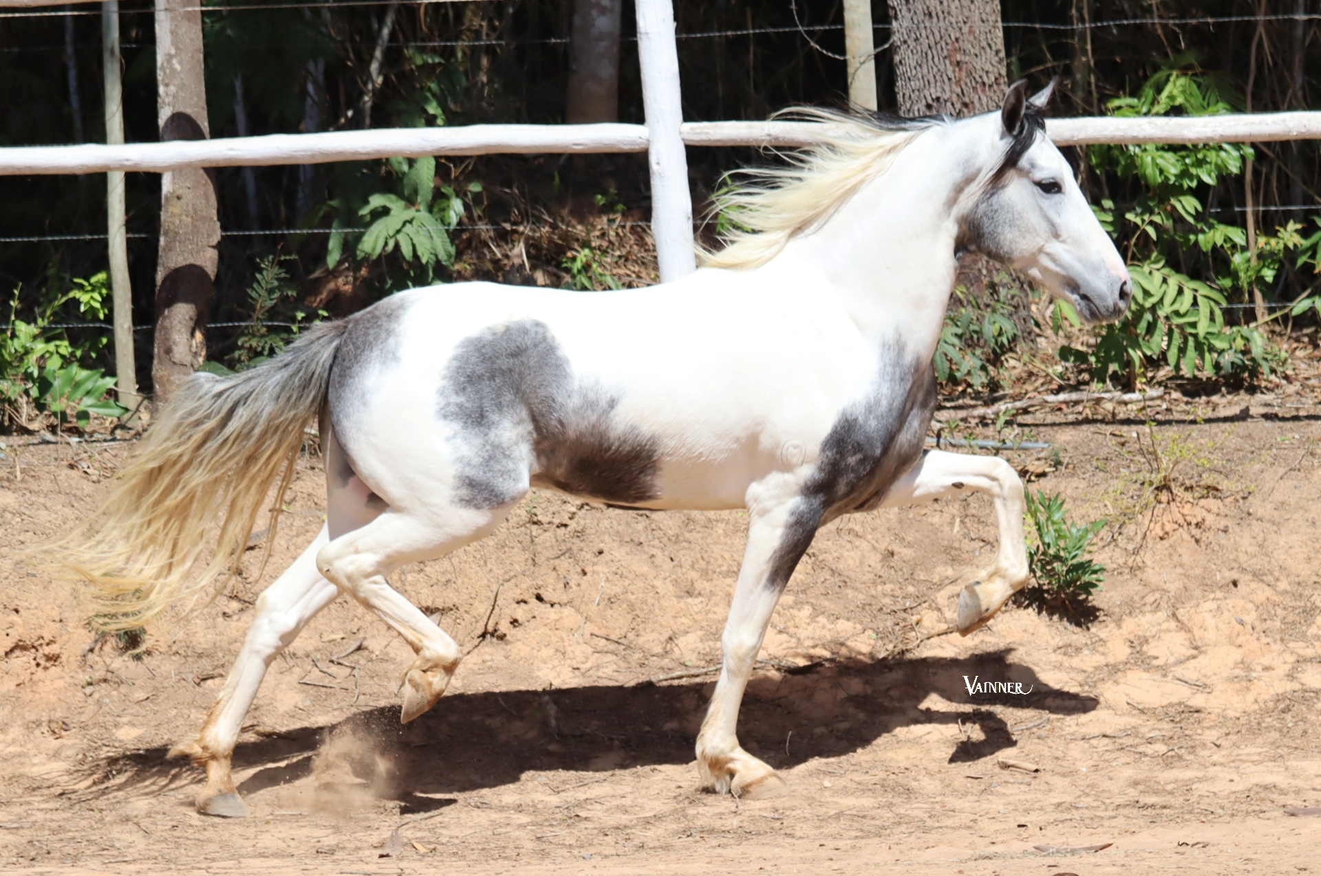 BACCHUS DO CONILON DOS CAMPOS ALTOS