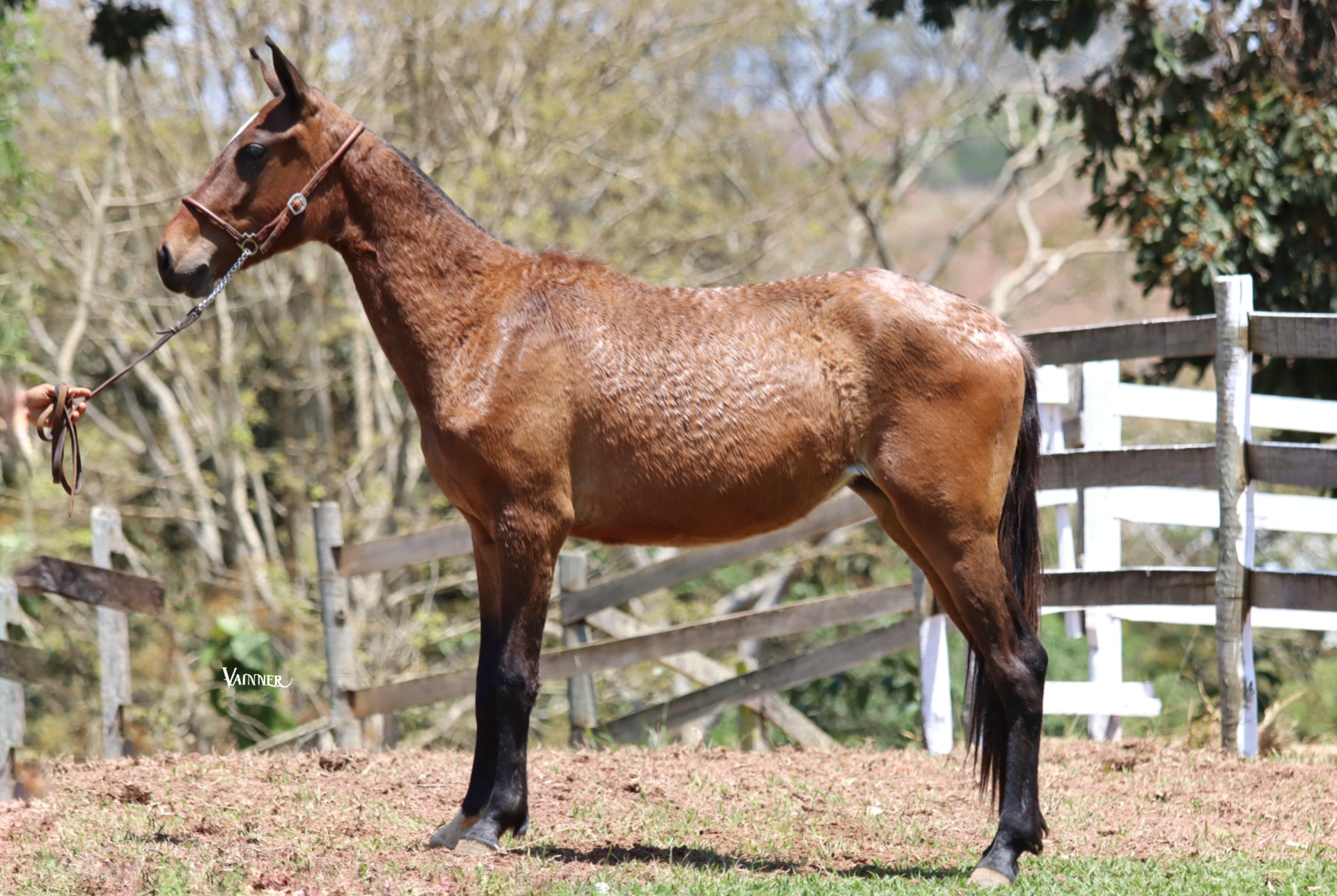 BEIRUTE DO CÔNEGO MODESTO