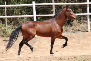 CENTAUROS DO CONILON DOS CAMPOS ALTOS