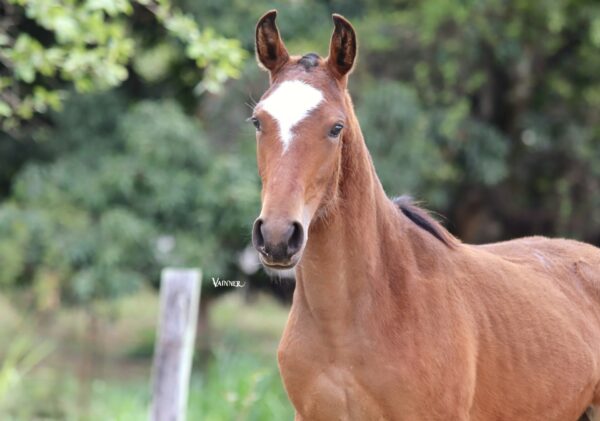 CUCA REVAL - Imagem 2