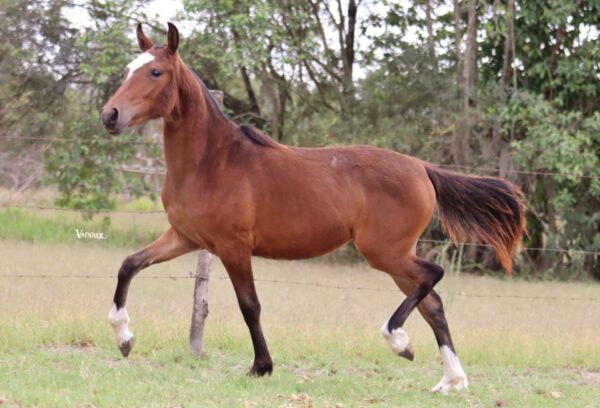 CUCA REVAL - Imagem 3